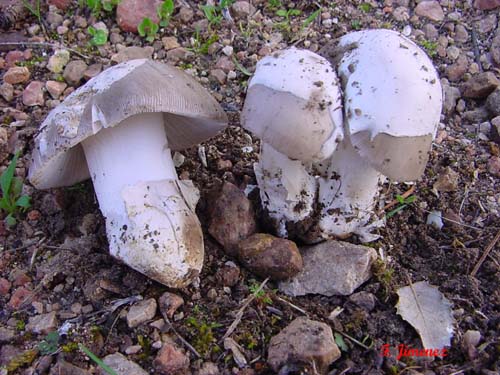 Amanitopsis vaginata